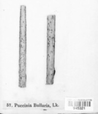 Puccinia bullaria image